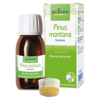 Produktbild von Boiron Pinus Montana Glycerin-Extrakt pflanzlicher Ursprung 60 ml