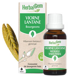 Herbalgem Viorne Triebextrakt Mehlbeere Tropfen 30 ml – Bild 1 von 1