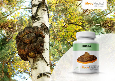 MycoMedica Chaga Extrakt Kapseln mit 30% Polysacchariden und 4% Triterpenen – Bild 1 von 2
