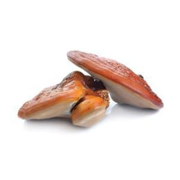 MycoMedica Reishi Kapseln 90 Stück – Bild 1 von 1