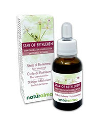 Naturalma Doldiger Milchstern Ornithogalum umbellatum Bach-Blüten Tropfen 30 ml vegan ohne Zusatzstoffe – Bild 1 von 1